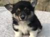 Piękne szczeniaki Corgi Welsh dostępne