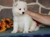 Piękne szczeniaki Samoyed dostępne