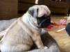 Urocze szczenięta Pug Pag dostępne