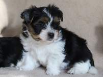 Urocze szczenięta Yorkshire Terrier dostępne