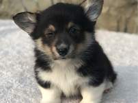 Piękne szczeniaki Corgi Welsh dostępne