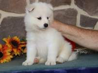 Piękne szczeniaki Samoyed dostępne