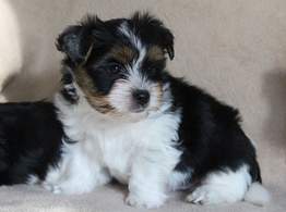 Urocze szczenięta Yorkshire Terrier dostępne