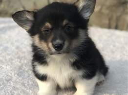 Piękne szczeniaki Corgi Welsh dostępne