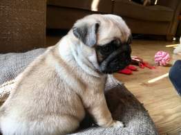 Urocze szczenięta Pug Pag dostępne
