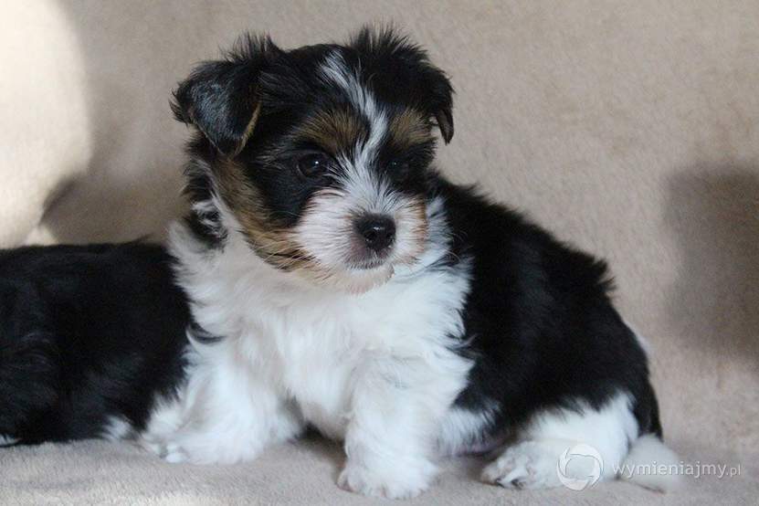 Urocze szczenięta Yorkshire Terrier dostępne zdjęcie 1