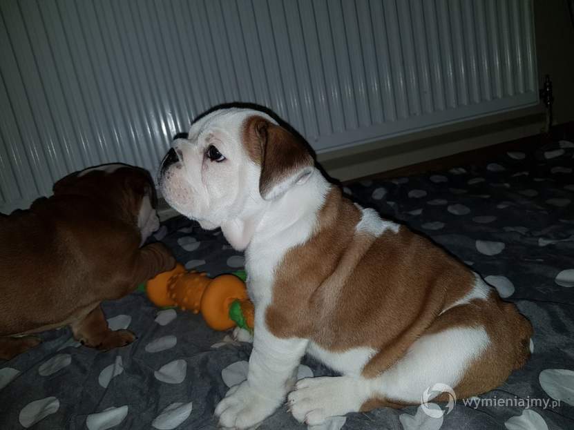 Urocze szczenięta Buldoga Angielskiego dostępne zdjęcie 1