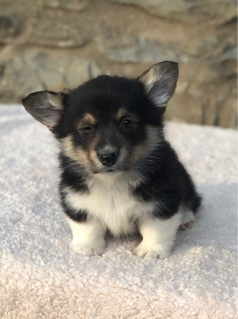 Piękne szczeniaki Corgi Welsh dostępne zdjęcie 1