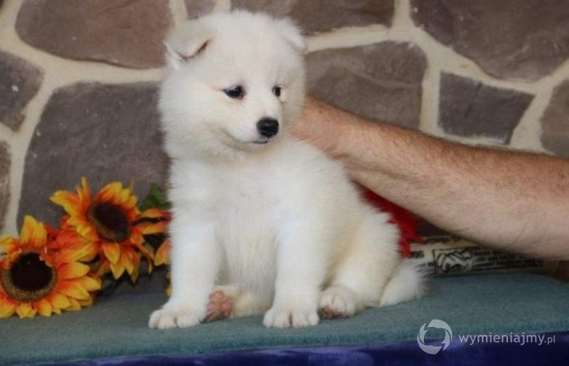 Piękne szczeniaki Samoyed dostępne zdjęcie 1