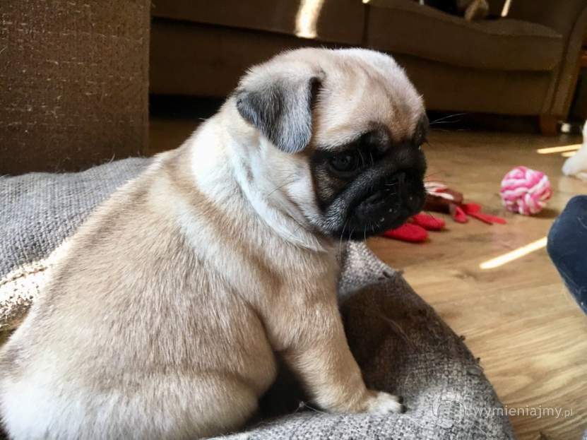 Urocze szczenięta Pug Pag dostępne zdjęcie 1